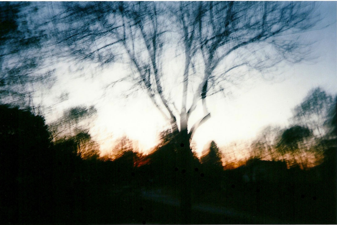 Tree at Ohlone park at sunset